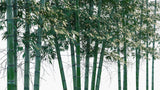 Load image into Gallery viewer, Phyllostachys Bambusoides - Madake, Giant Timber Bamboo, Japanese Timber Bamboo