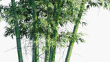 Load image into Gallery viewer, Phyllostachys Bambusoides - Madake, Giant Timber Bamboo, Japanese Timber Bamboo