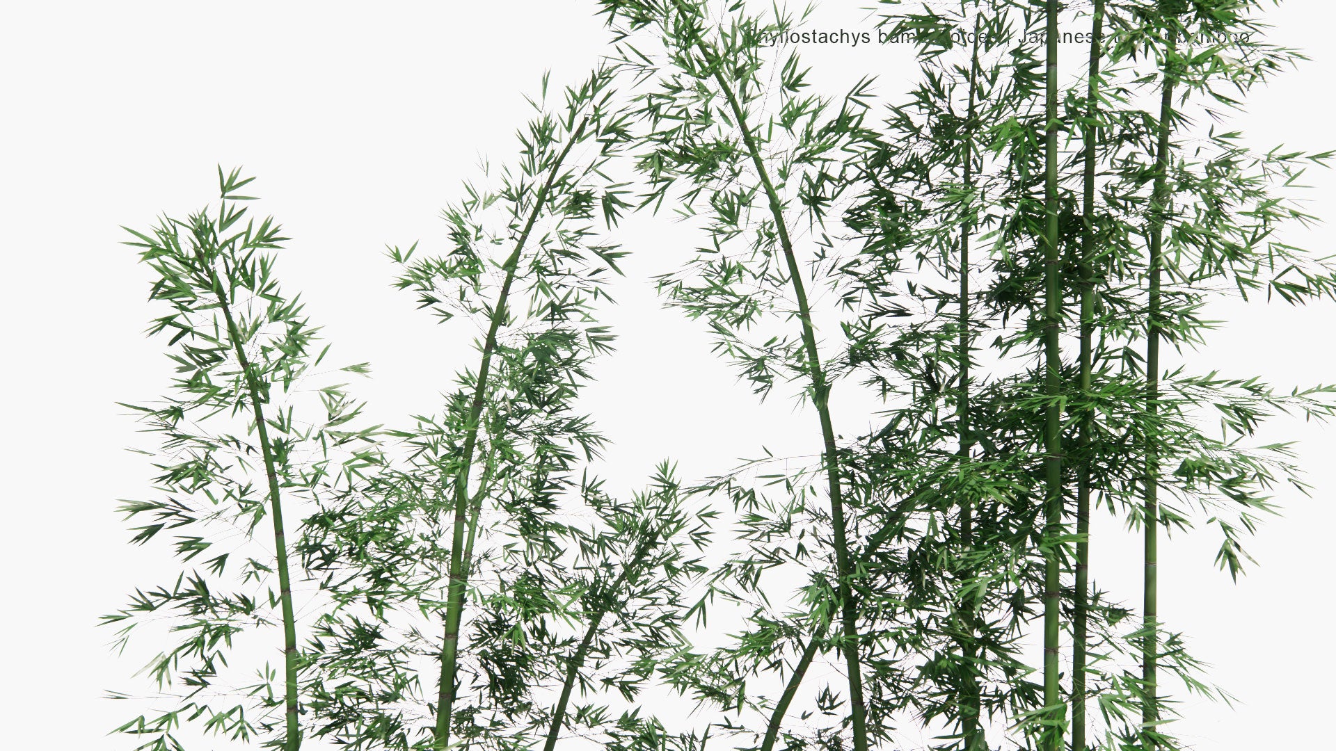 Low Poly Phyllostachys Bambusoides - Madake, Giant Timber Bamboo, Japanese Timber Bamboo (3D Model)