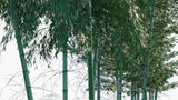 Load image into Gallery viewer, Phyllostachys Edulis - Mōsō Bamboo, Tortoise-Shell Bamboo, Mao Zhu
