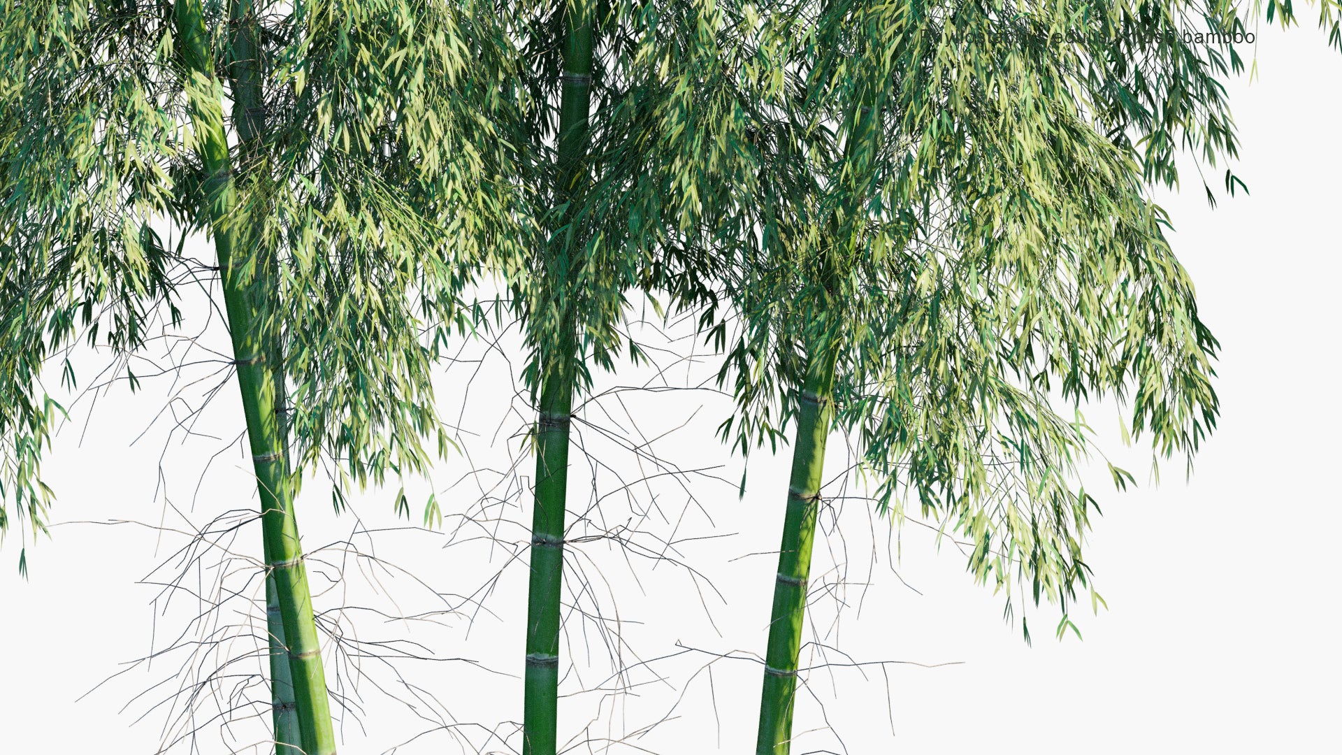 Phyllostachys Edulis 3D Model