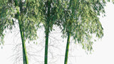 Load image into Gallery viewer, Phyllostachys Edulis - Mōsō Bamboo, Tortoise-Shell Bamboo, Mao Zhu