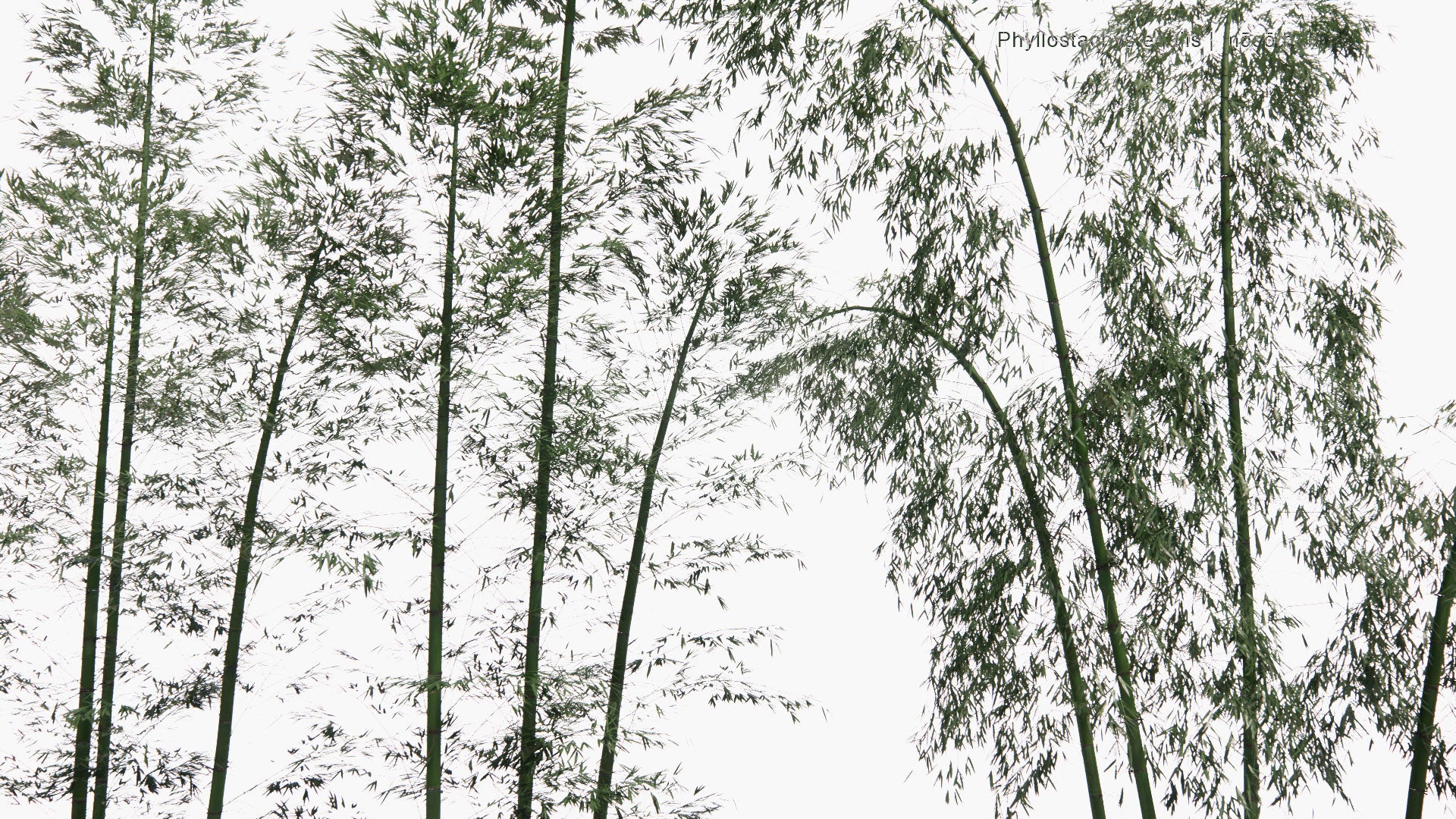 Low Poly Phyllostachys Edulis - Mōsō Bamboo, Tortoise-Shell Bamboo, Mao Zhu (3D Model)