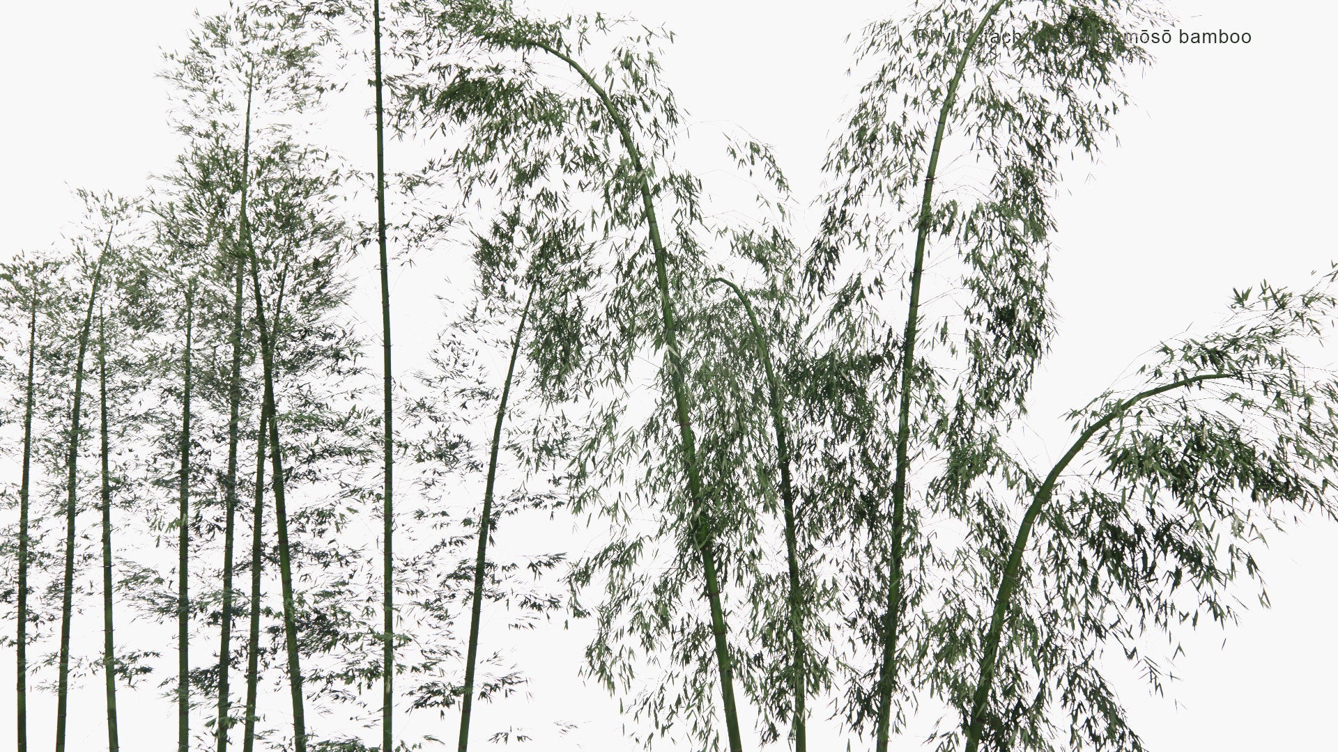 Low Poly Phyllostachys Edulis - Mōsō Bamboo, Tortoise-Shell Bamboo, Mao Zhu (3D Model)