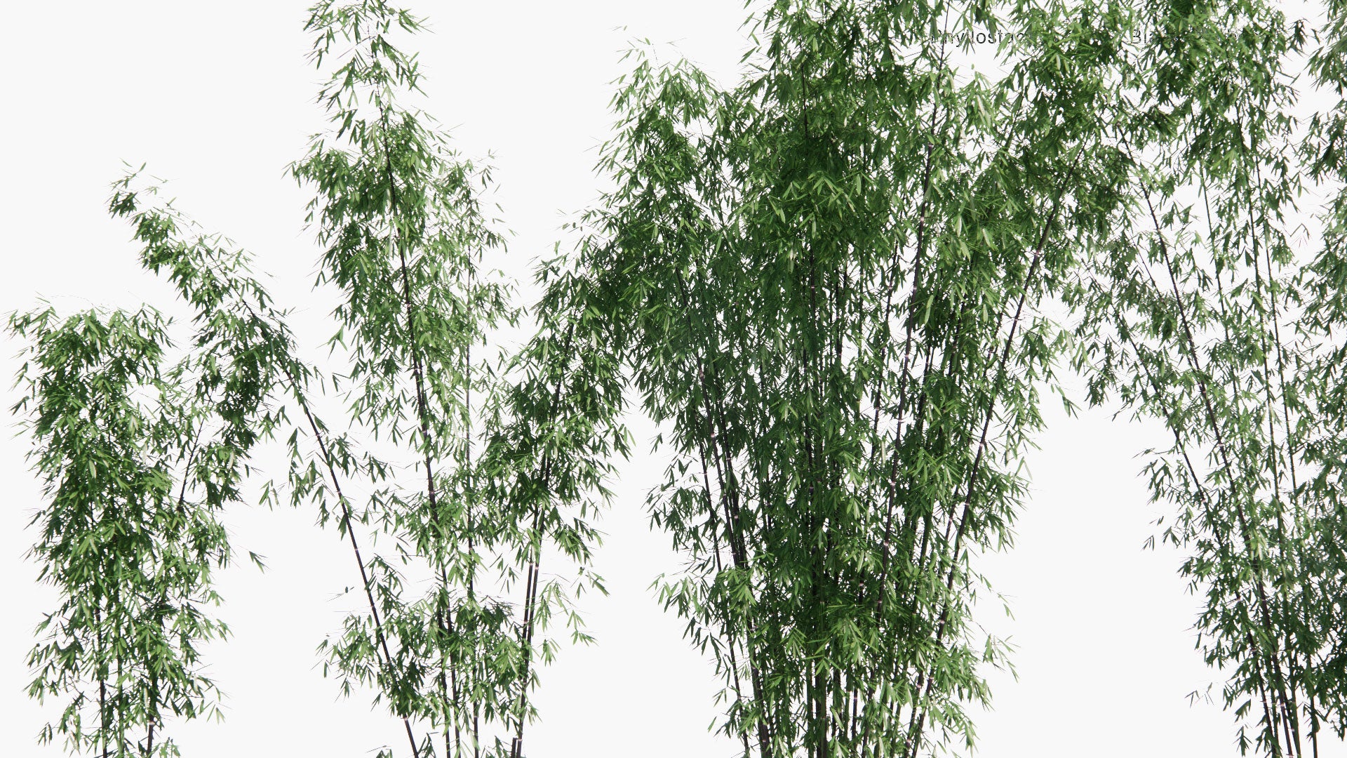 Low Poly Phyllostachys Nigra - Black Bamboo, Purple Bamboo (3D Model)