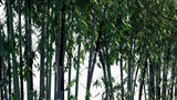 Load image into Gallery viewer, Phyllostachys Nigra - Black Bamboo, Purple Bamboo