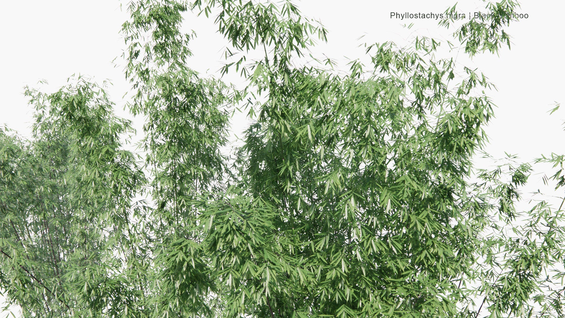 Low Poly Phyllostachys Nigra - Black Bamboo, Purple Bamboo (3D Model)