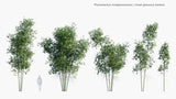 Load image into Gallery viewer, Phyllostachys Viridiglaucescen - Green Glaucous Bamboo