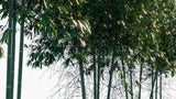 Load image into Gallery viewer, Phyllostachys Viridiglaucescen - Green Glaucous Bamboo