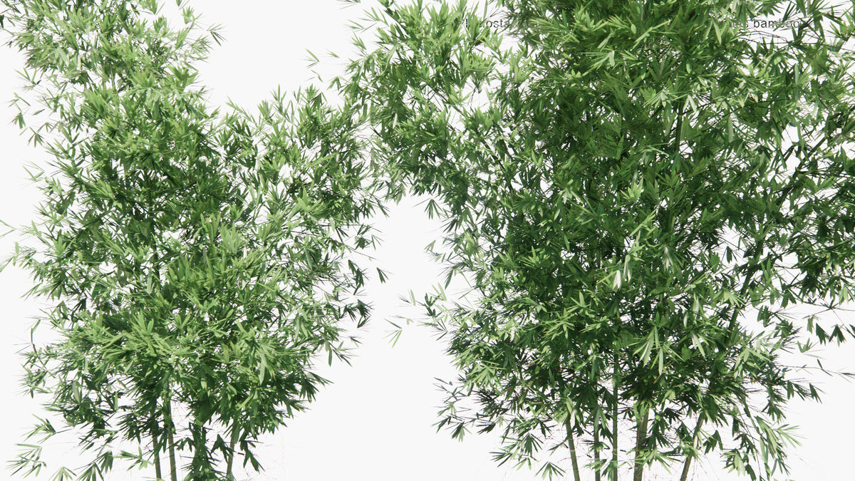 Low Poly | Phyllostachys Viridiglaucescen - Green Glaucous Bamboo