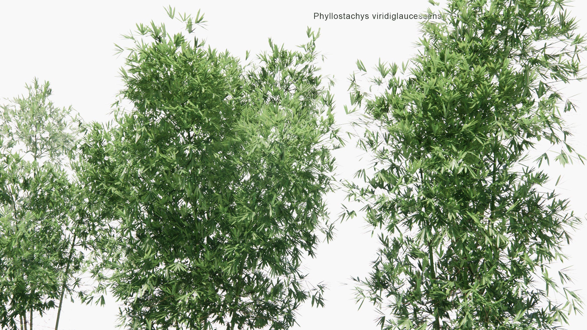 Low Poly Phyllostachys Viridiglaucescen - Green Glaucous Bamboo (3D Model)