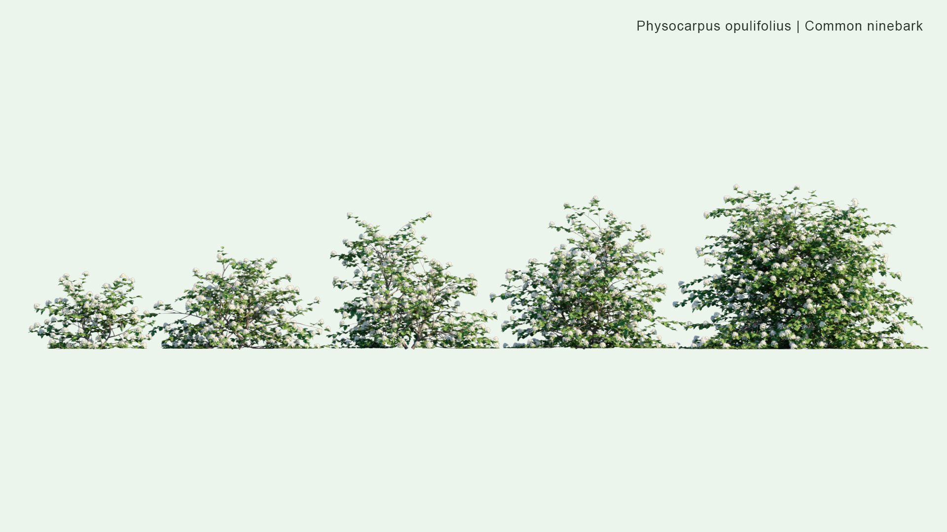 2D Physocarpus Opulifolius - Common Ninebark, Eastern Ninebark, Atlantic Ninebark, Ninebark