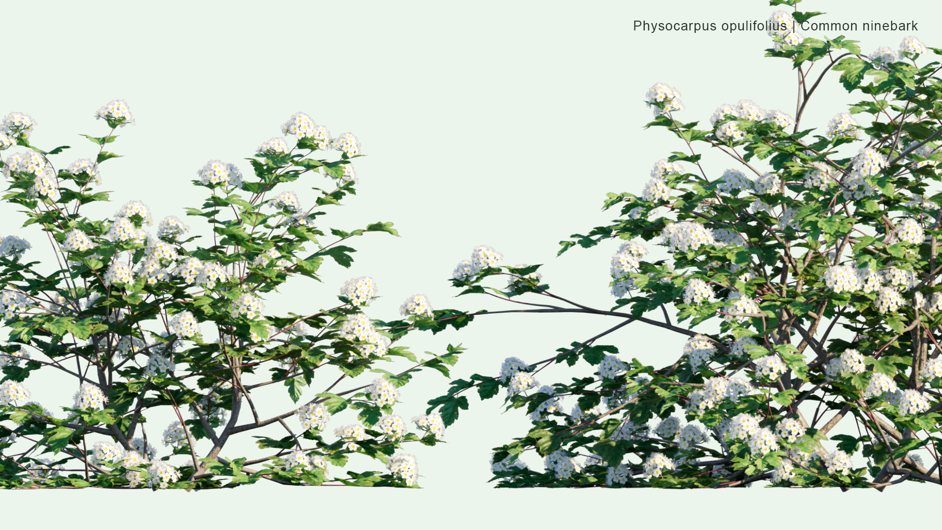 2D Physocarpus Opulifolius - Common Ninebark, Eastern Ninebark, Atlantic Ninebark, Ninebark