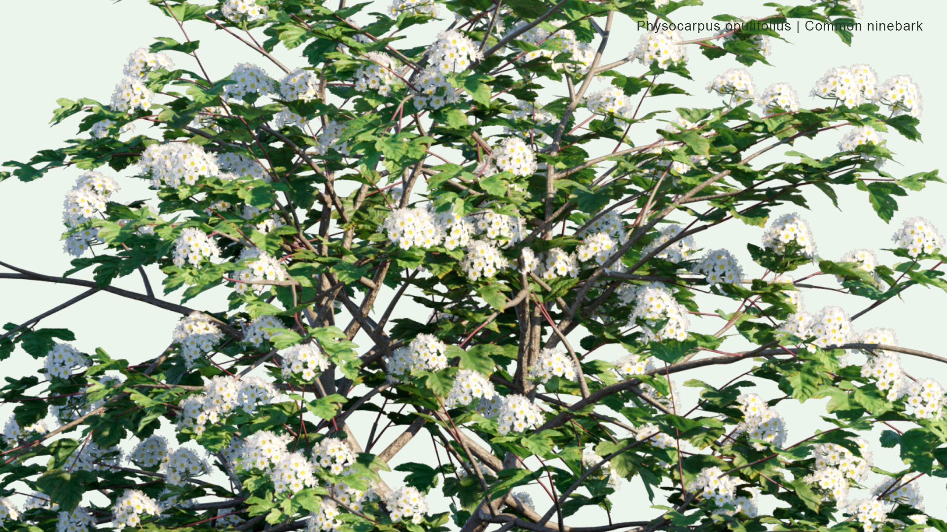 2D Physocarpus Opulifolius - Common Ninebark, Eastern Ninebark, Atlantic Ninebark, Ninebark