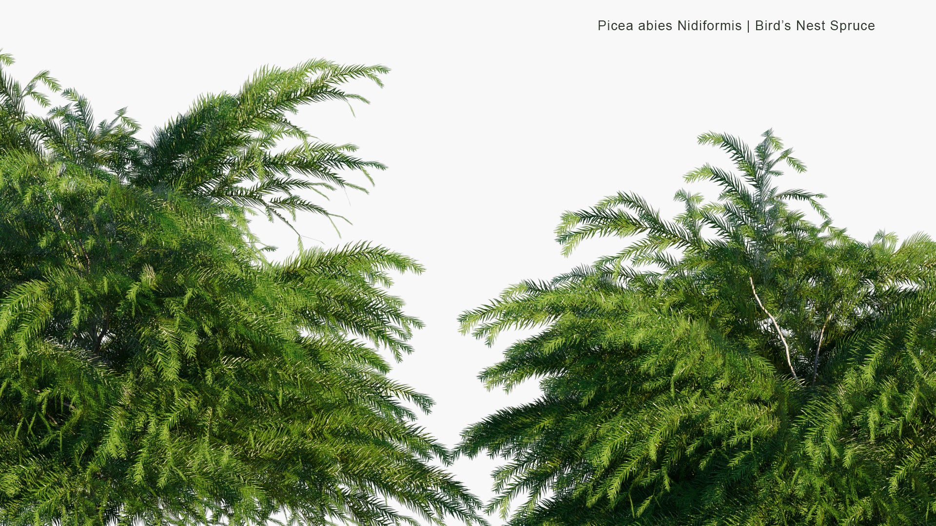 Low Poly Picea Abies 'Nidiformis' - Bird's Nest Spruce (3D Model)