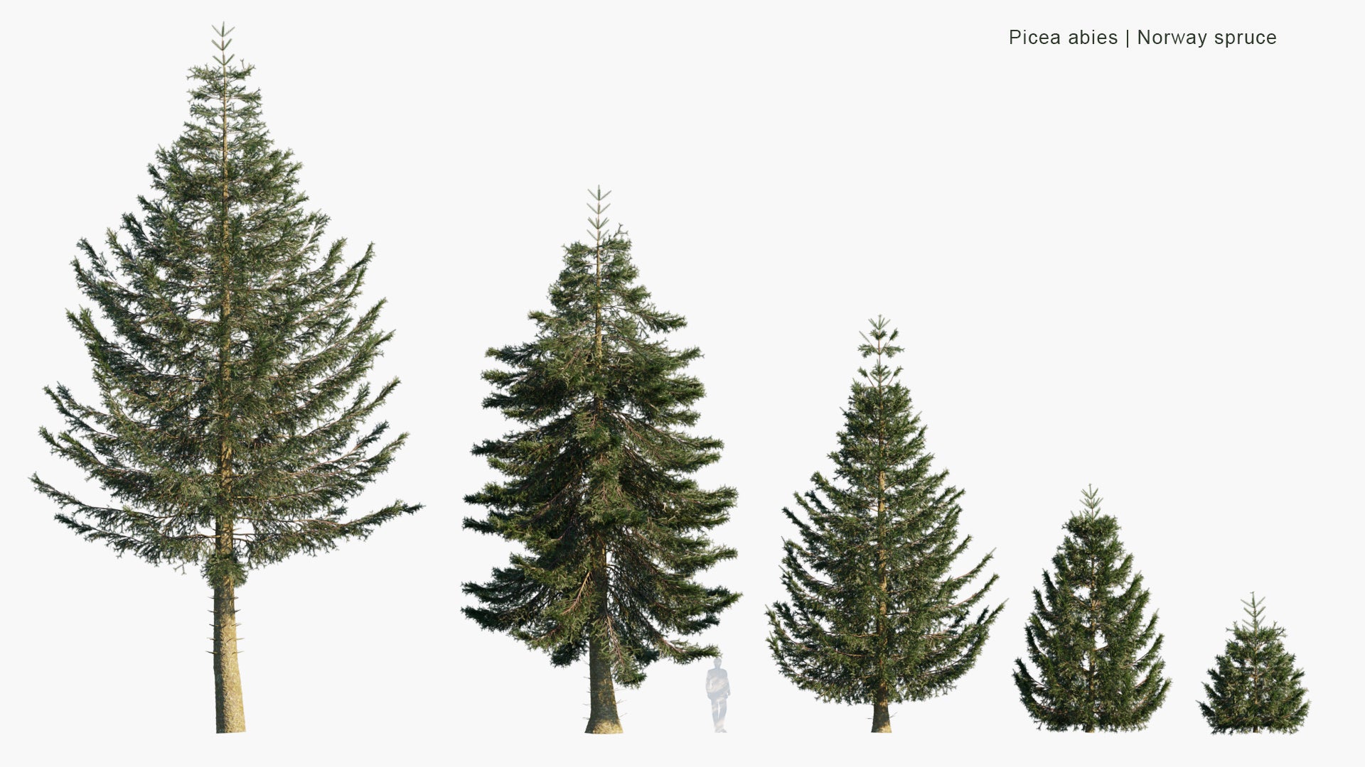 Low Poly Picea Abies - Norway Spruce, European Spruce (3D Model)