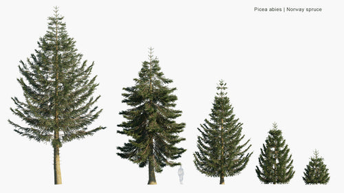 Picea Abies 