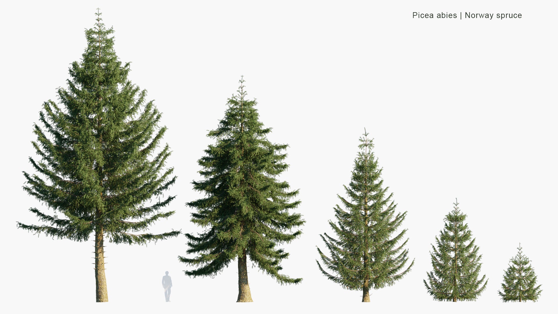 Picea Abies - Norway Spruce (3D Model)