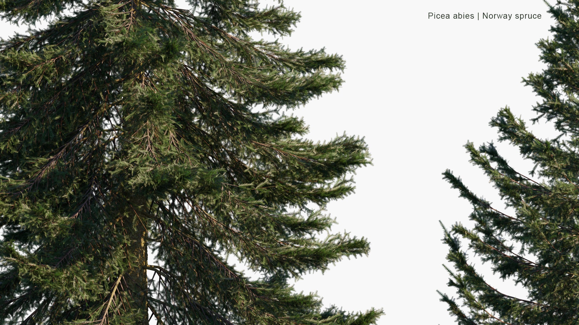 Low Poly Picea Abies - Norway Spruce, European Spruce (3D Model)