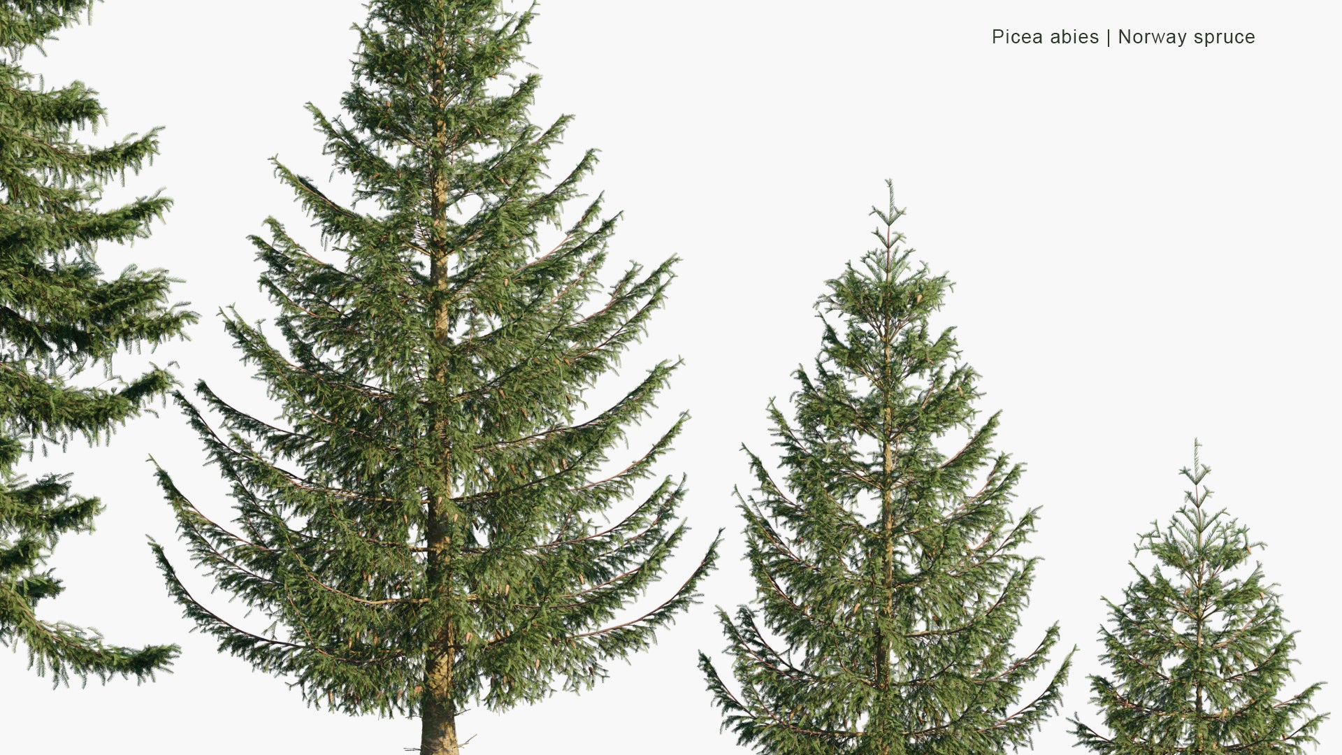 Picea Abies - Norway Spruce (3D Model)