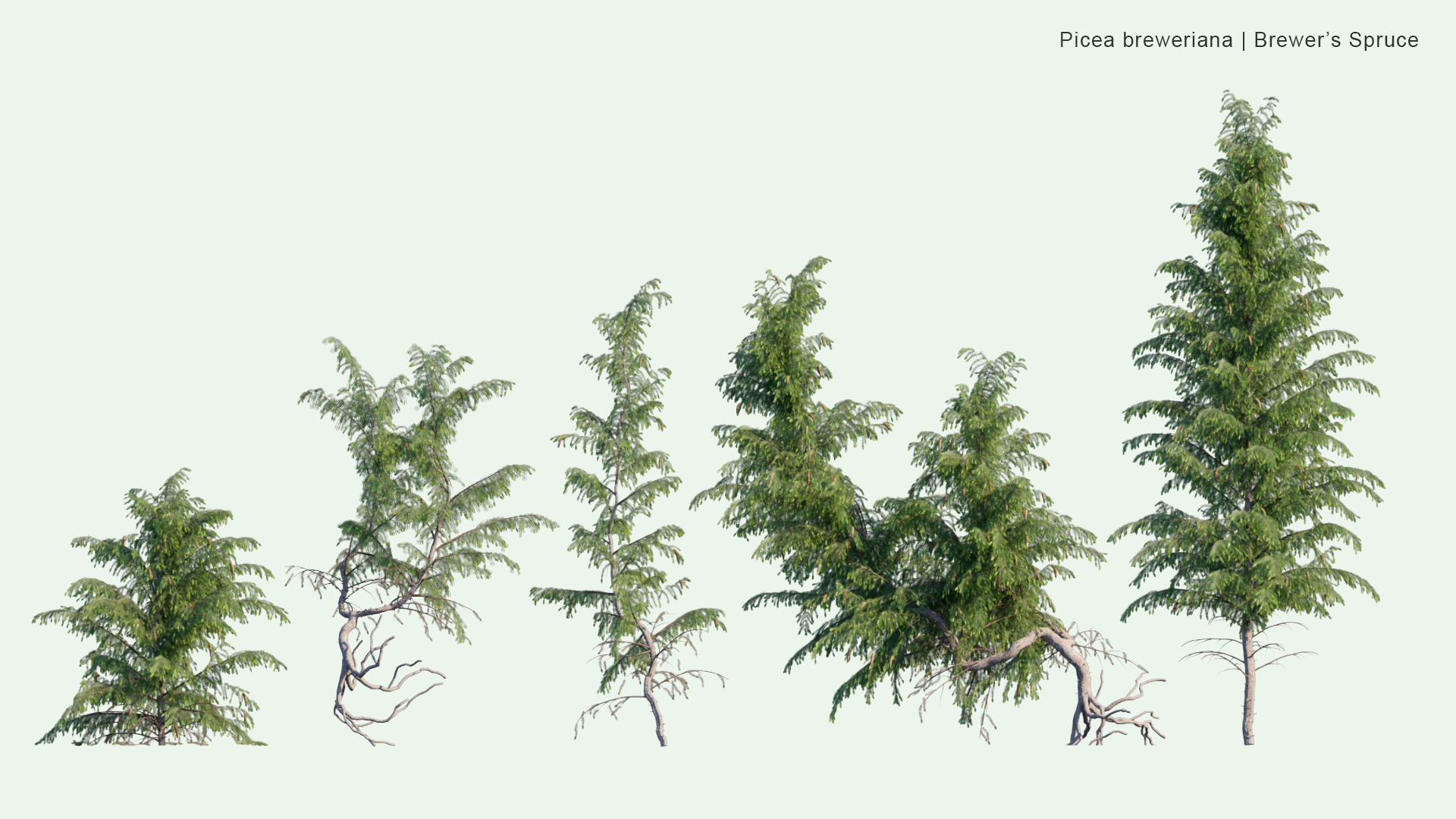 2D Picea Breweriana - Brewer Spruce, Brewer's Weeping Spruce, Weeping Spruce