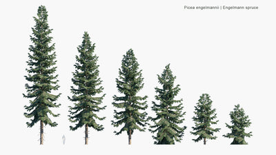 High Poly | Picea Engelmannii (White Spruce) 3D Model - GlobePlants