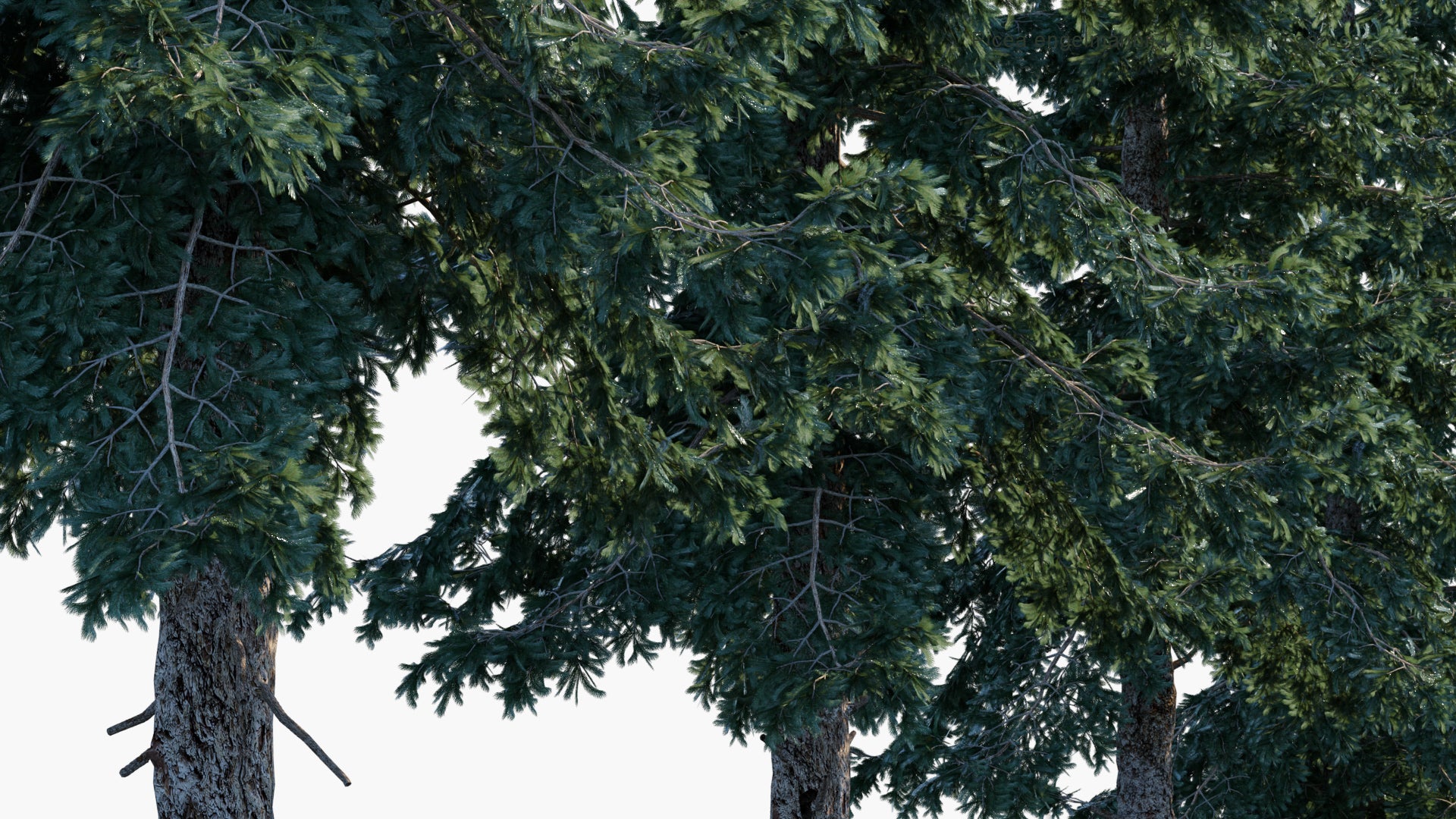 Picea Engelmannii 3D Model