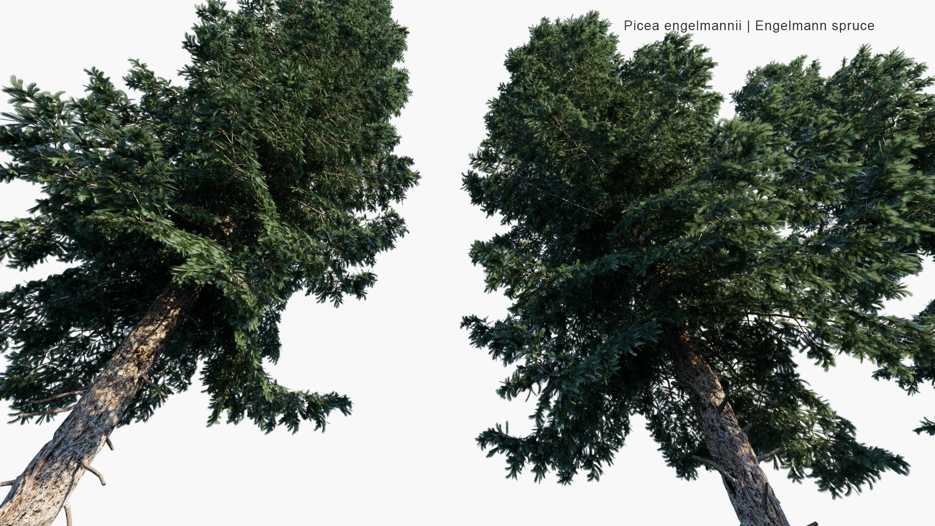 Picea Engelmannii 3D Model