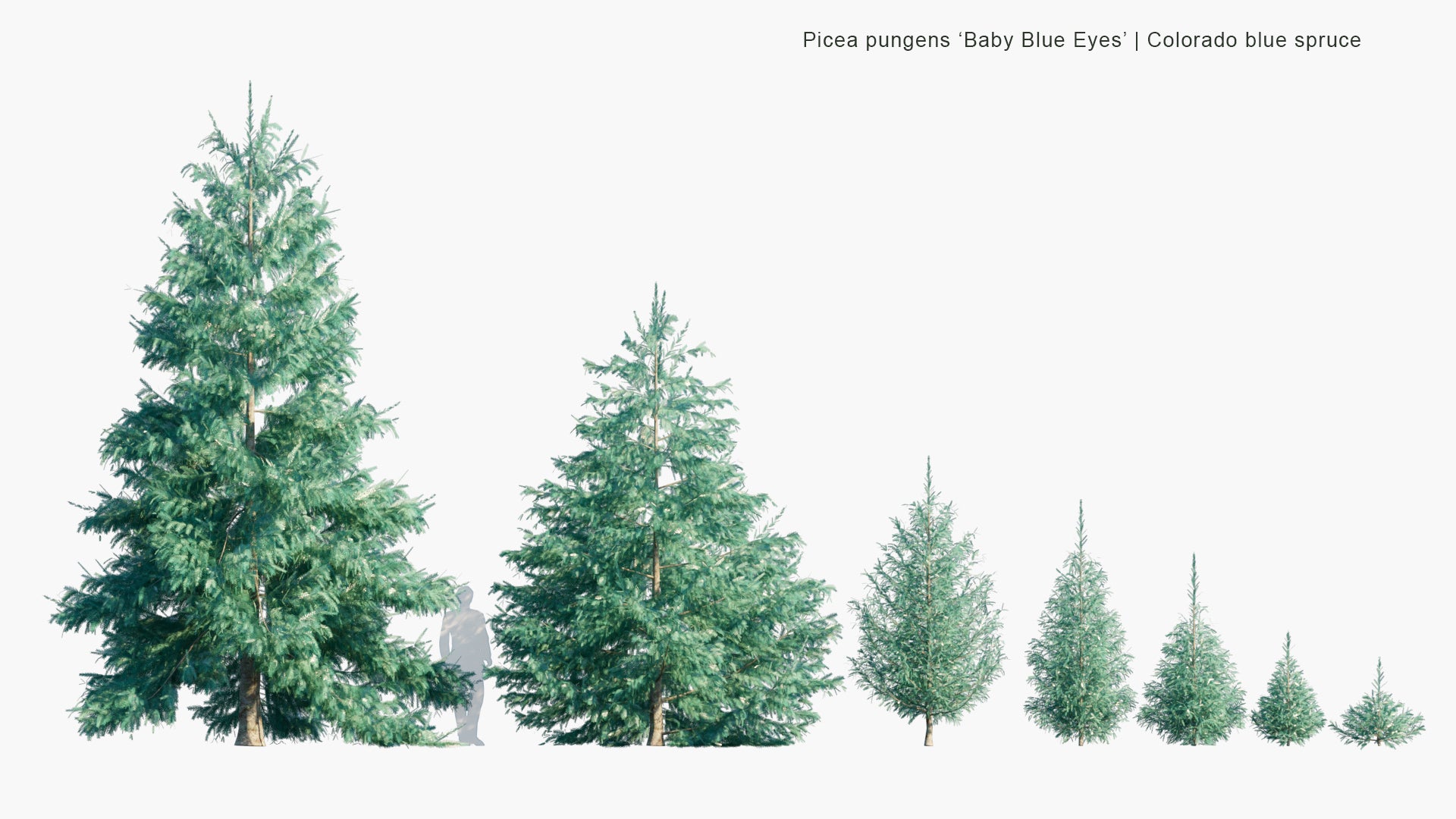 Low Poly Picea Pungens 'Baby Blue Eyes' - Colorado Blue Spruce (3D Model)