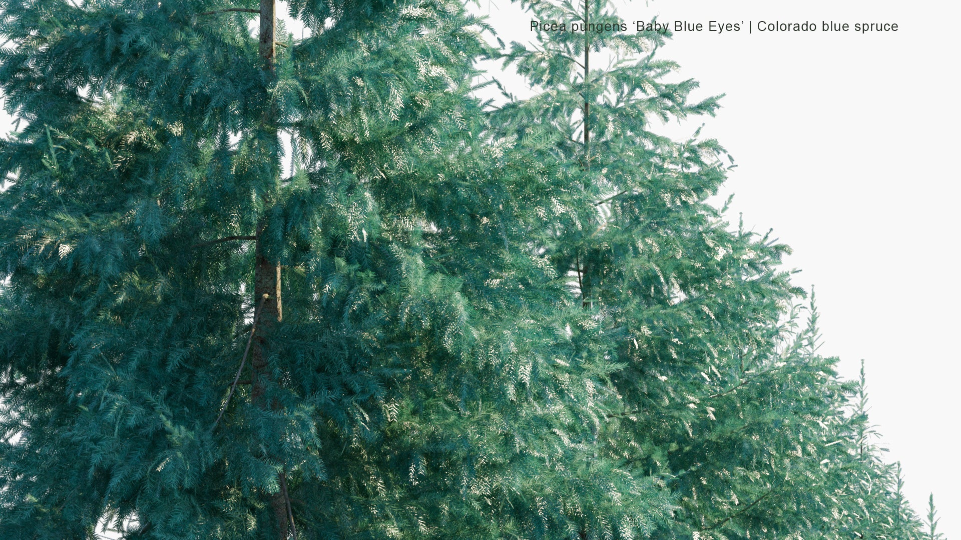 Low Poly Picea Pungens 'Baby Blue Eyes' - Colorado Blue Spruce (3D Model)