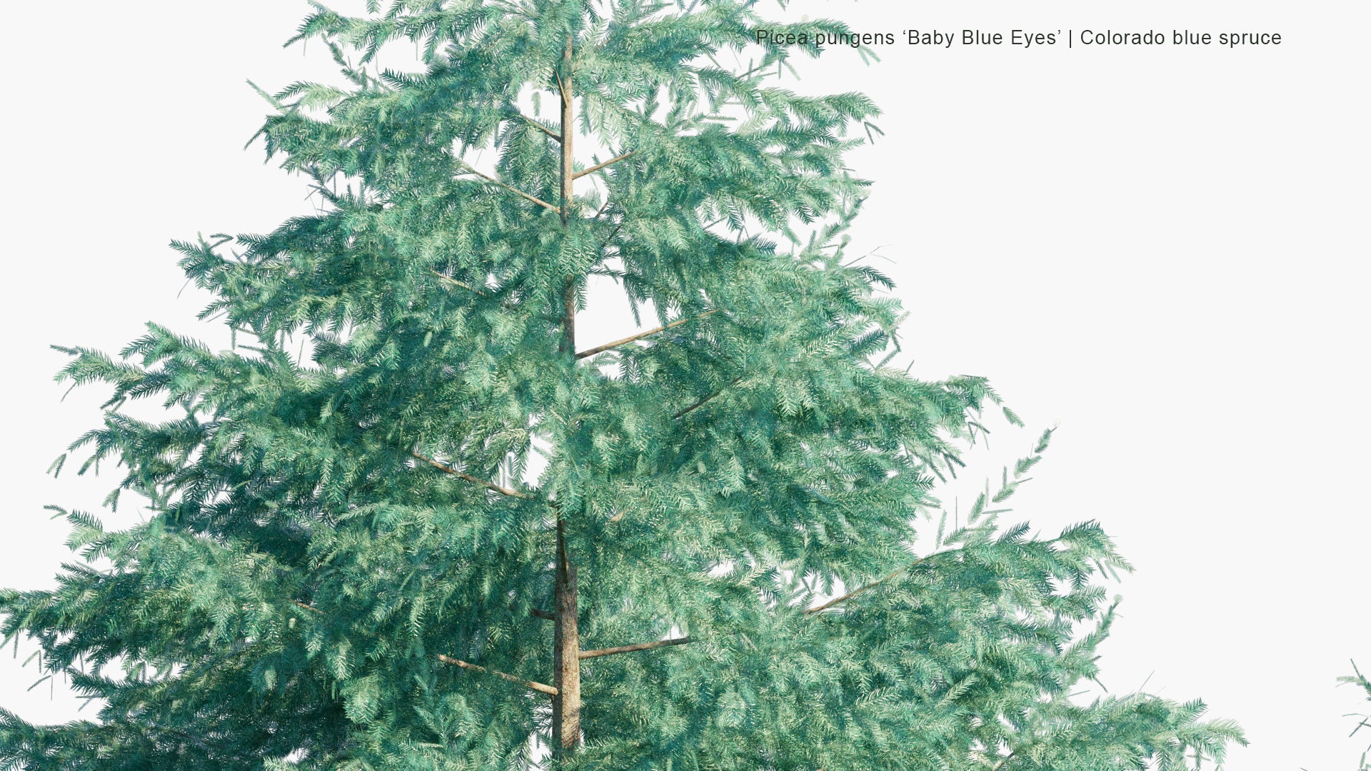 Low Poly Picea Pungens 'Baby Blue Eyes' - Colorado Blue Spruce (3D Model)