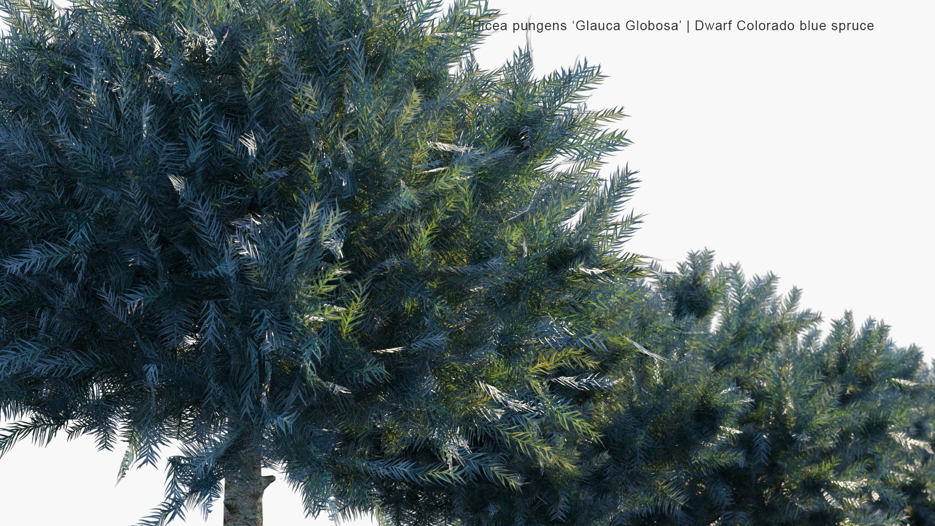 Low Poly Picea Pungens 'Glauca Globosa' - Dwarf Colorado Blue Spruce (3D Model)