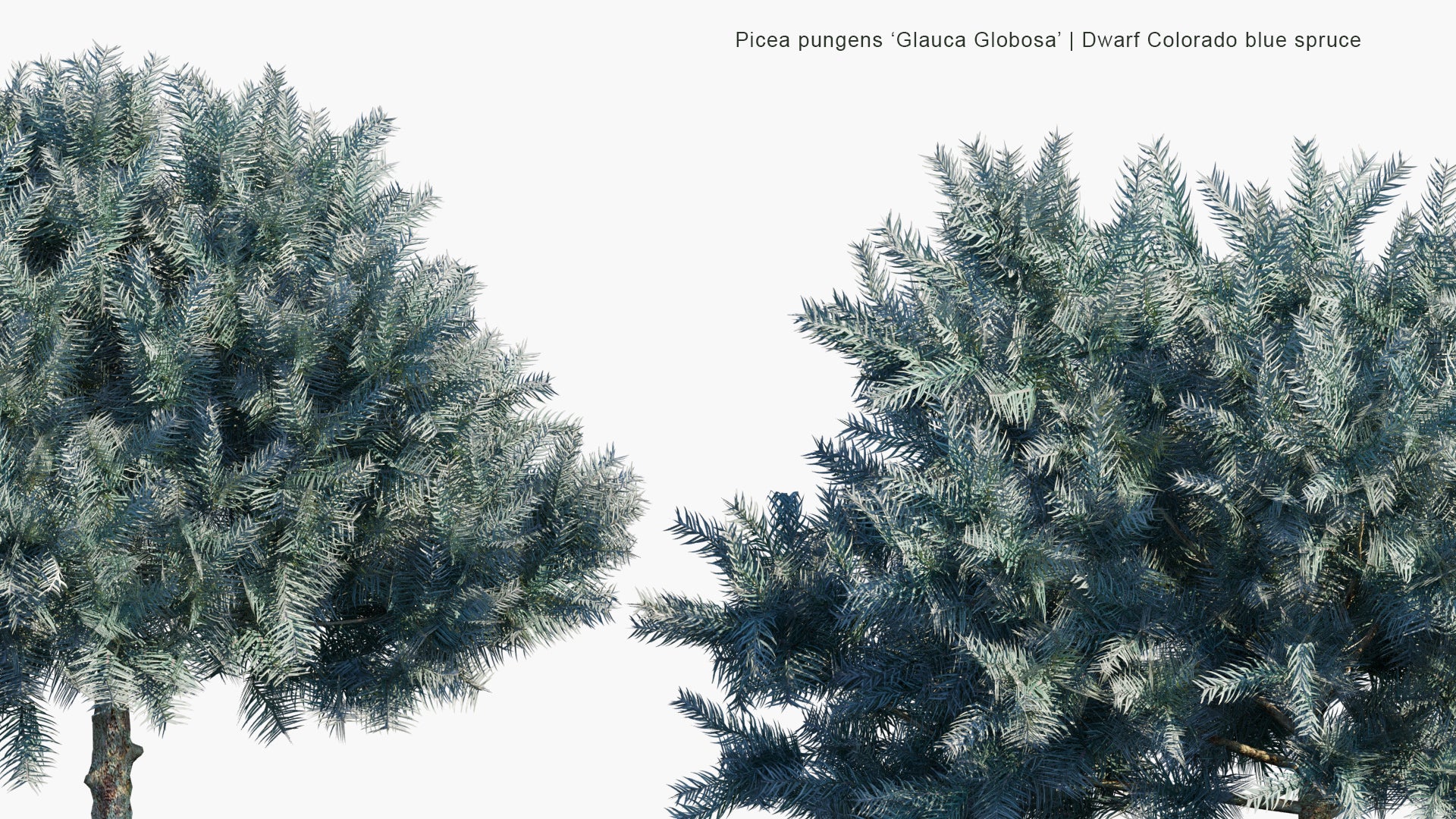 Low Poly Picea Pungens 'Glauca Globosa' - Dwarf Colorado Blue Spruce (3D Model)