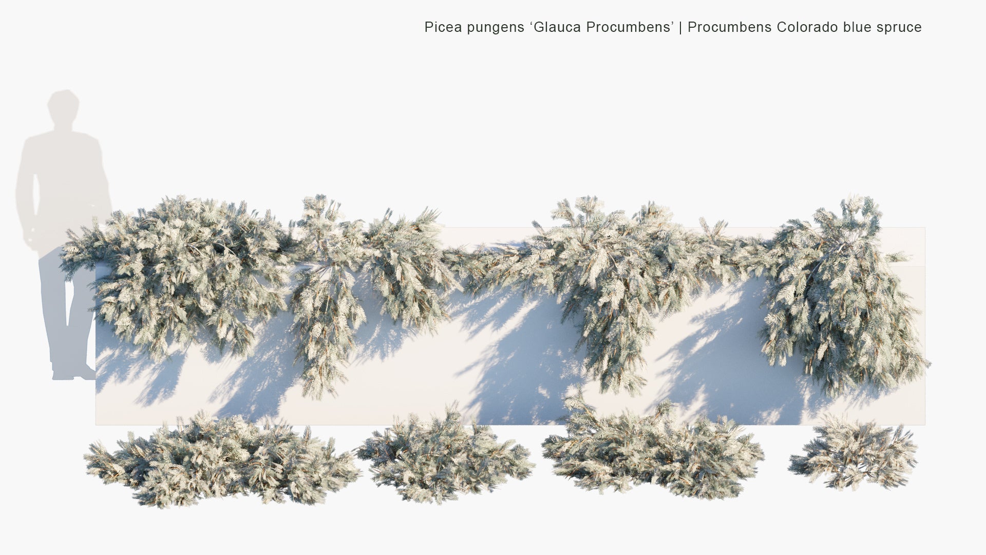 Low Poly Picea Pungens 'Glauca Procumbens' - Procumbens Colorado Blue Spruce (3D Model)