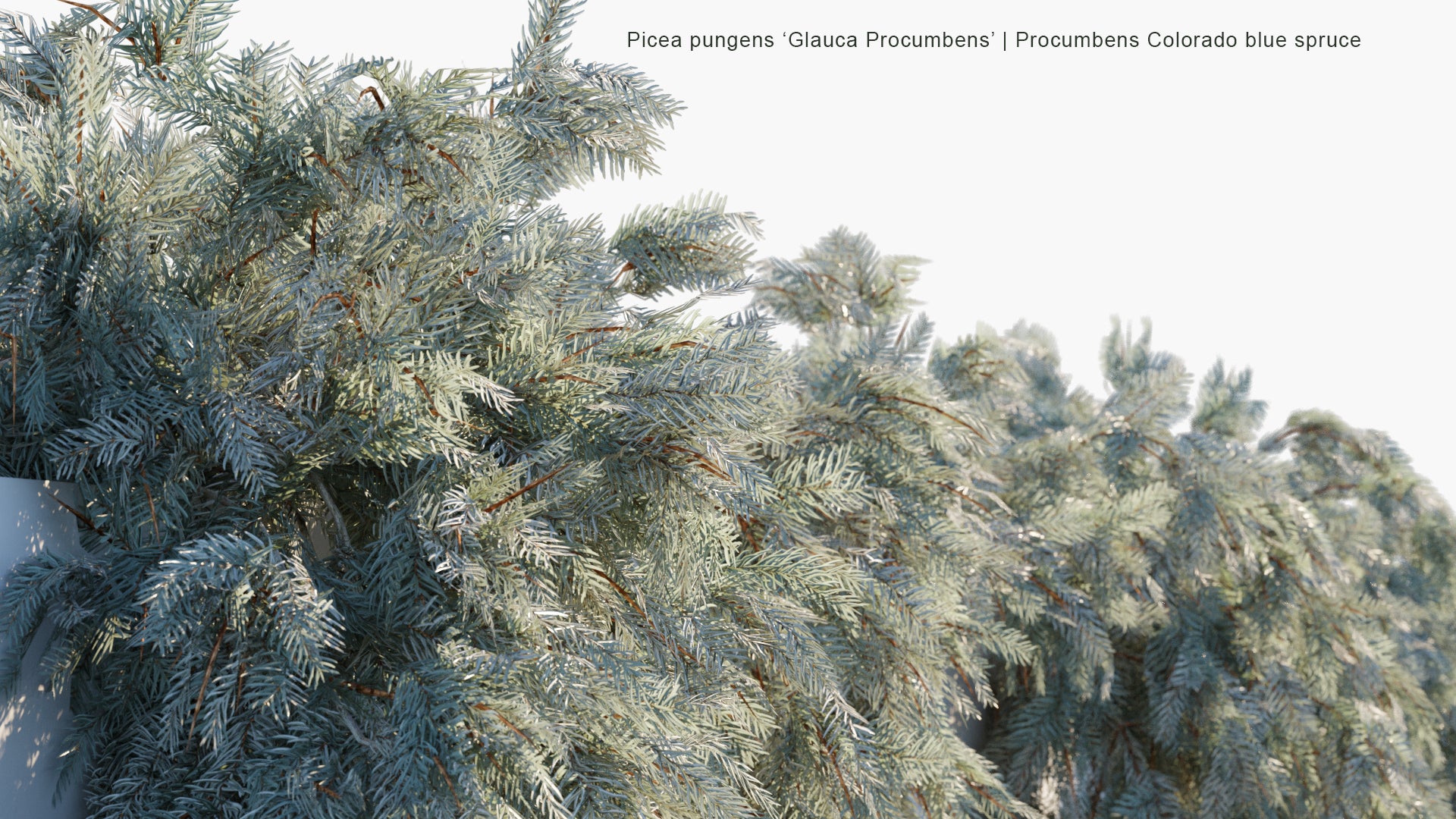 Low Poly Picea Pungens 'Glauca Procumbens' - Procumbens Colorado Blue Spruce (3D Model)