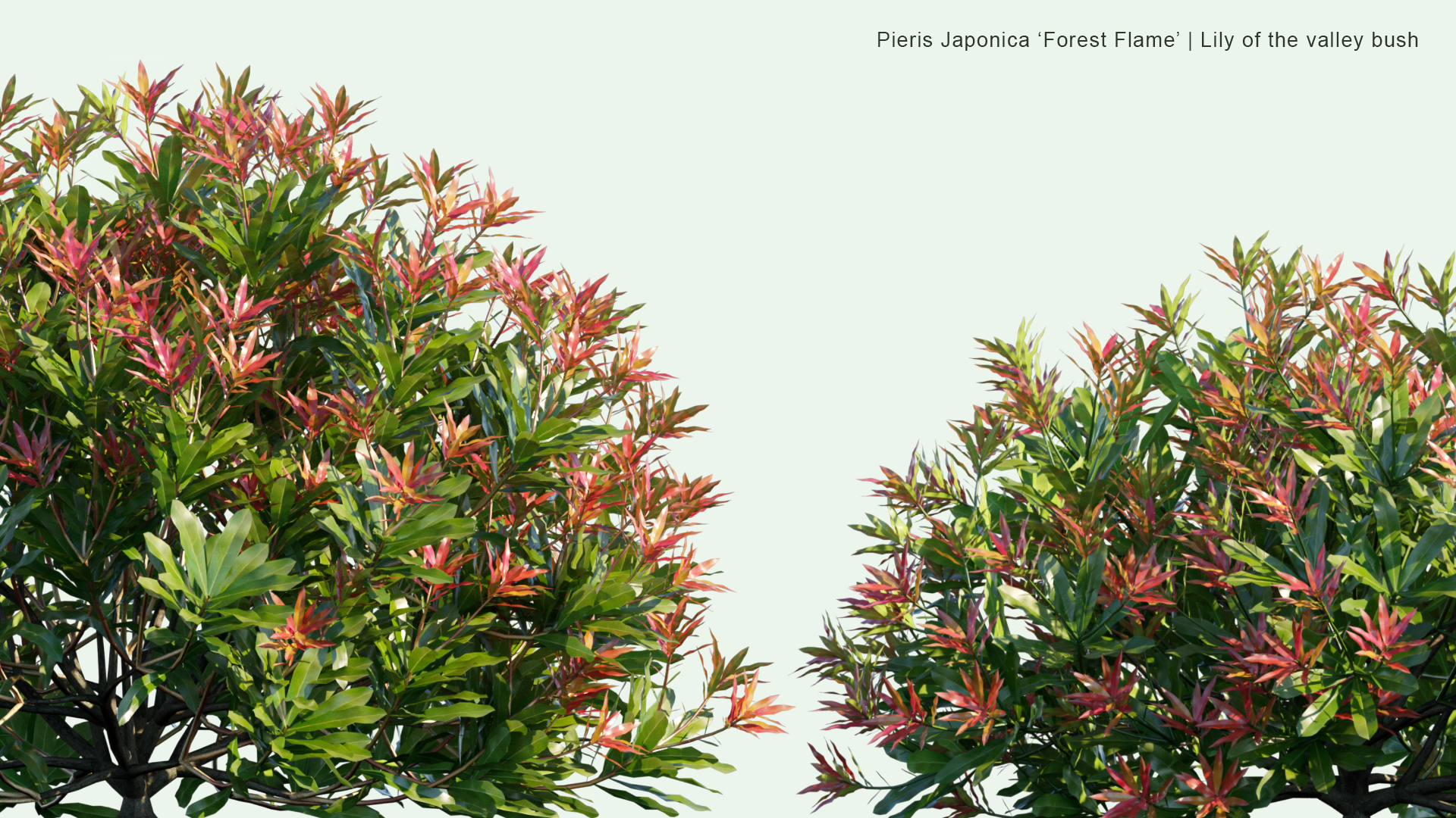 2D Pieris 'Forest Flame' - Lily of The Valley Bush