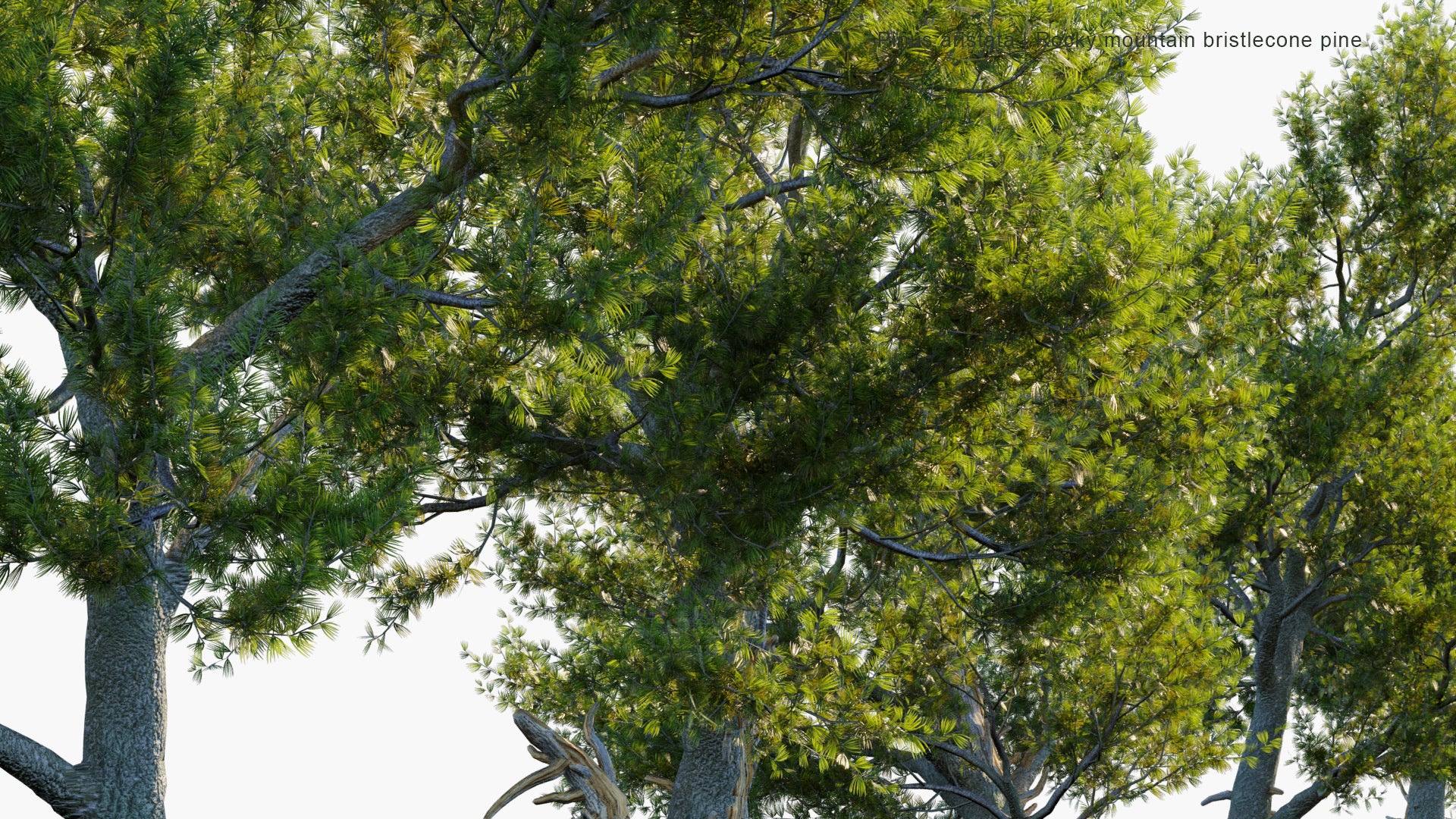 Low Poly Pinus Aristata - Rocky Mountain Bristlecone Pine, Colorado Bristlecone Pine (3D Model)
