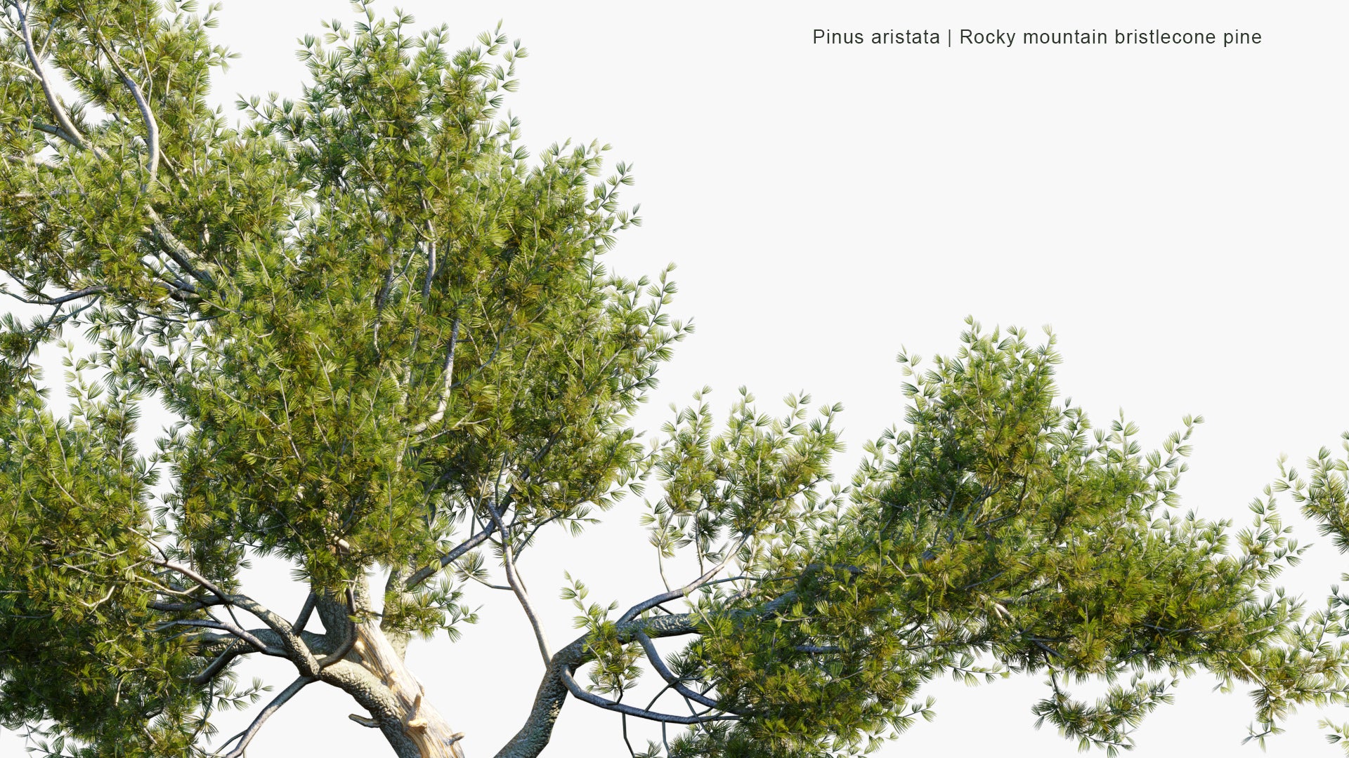 Low Poly Pinus Aristata - Rocky Mountain Bristlecone Pine, Colorado Bristlecone Pine (3D Model)