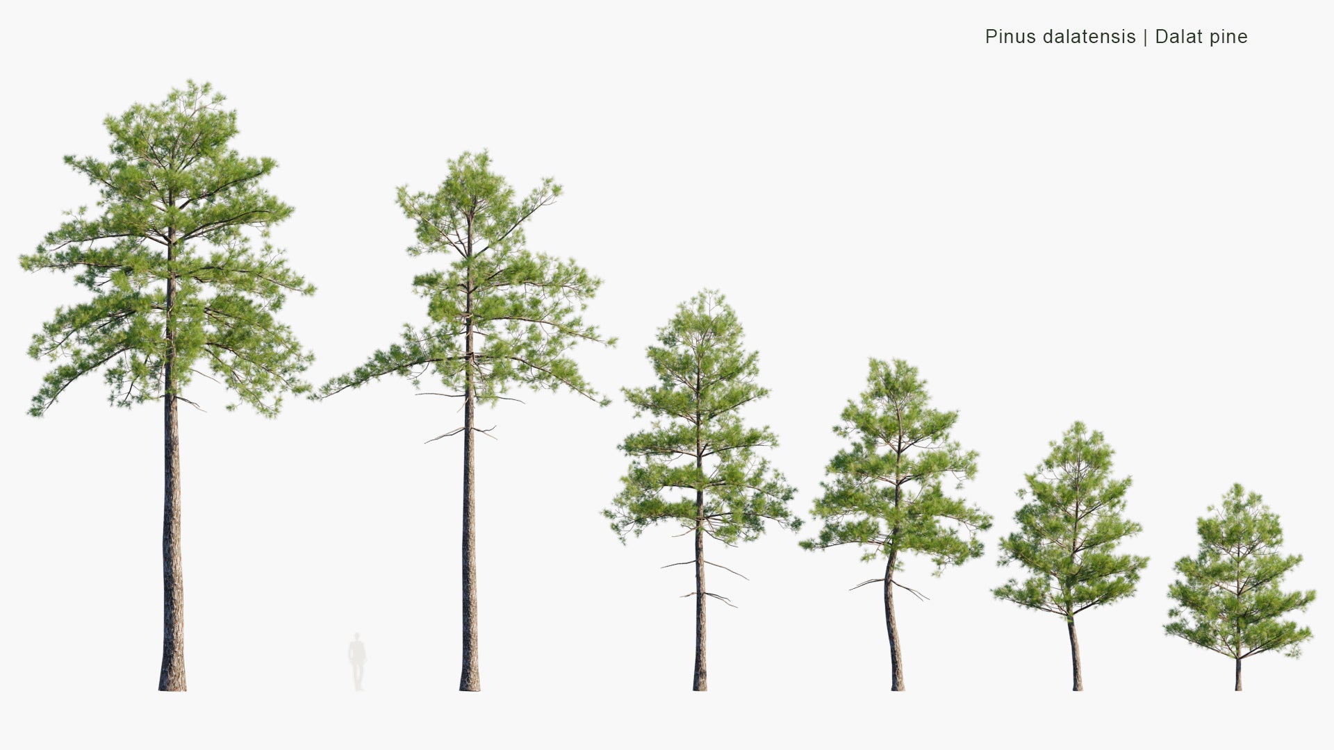 Low Poly Pinus Dalatensis - Dalat Pine (3D Model)