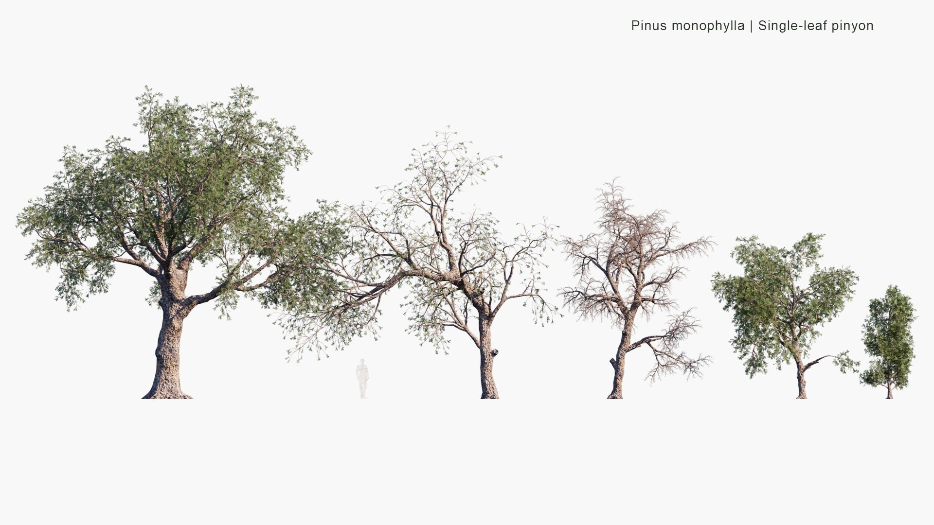 Low Poly Pinus Monophylla - Single-Leaf Pinyon (3D Model)