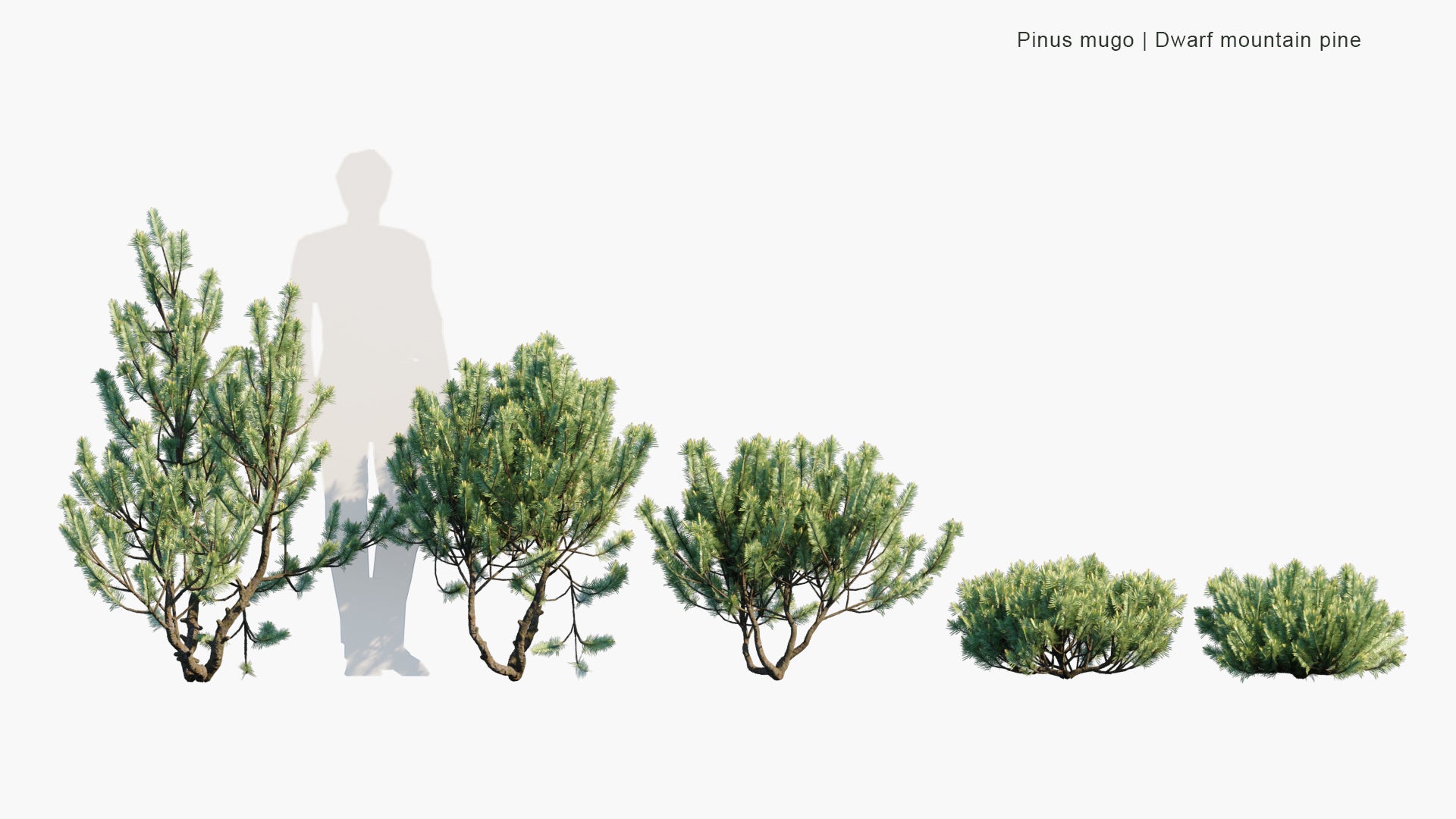 Low Poly Pinus Mugo - Bog Pine, Creeping Pine, Dwarf Mountain Pine, Mugo Pine, Mountain Pine, Scrub Mountain Pine, Swiss Mountain Pine (3D Model)