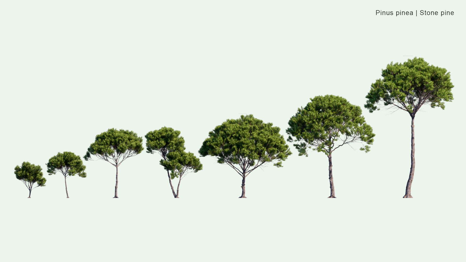 2D Pinus Pinea - Stone Pine, Italian Stone Pine, Umbrella Pine, Parasol Pine