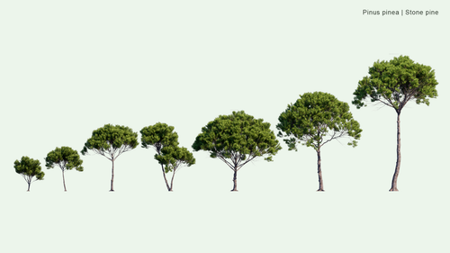 Pinus Pinea 