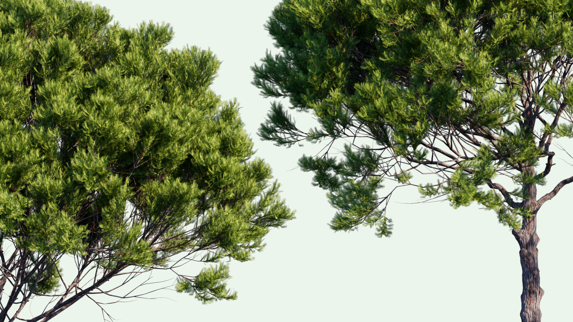 2D Pinus Pinea - Stone Pine, Italian Stone Pine, Umbrella Pine, Parasol Pine