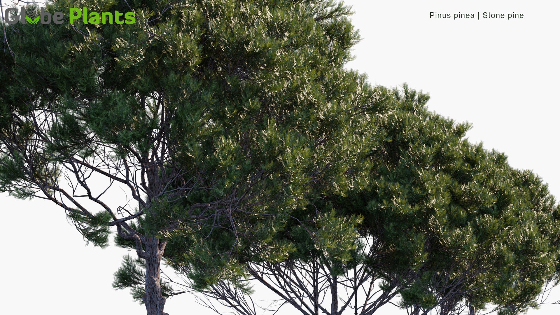 Low Poly Pinus Pinea - Stone Pine, Italian Stone Pine, Umbrella Pine, Parasol Pine (3D Model)
