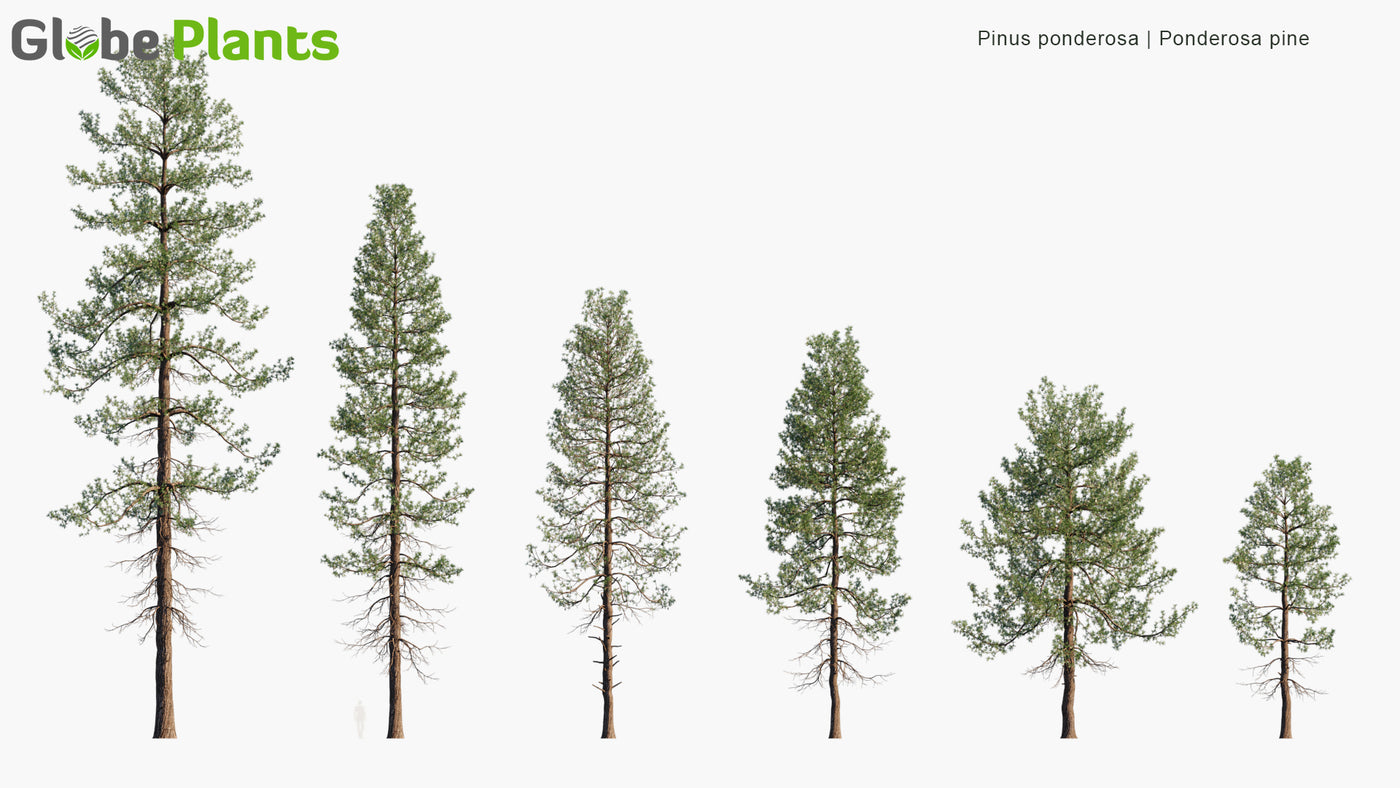 Low Poly | Pinus Ponderosa (Western Yellow-Pine) 3D Model -GlobePlants