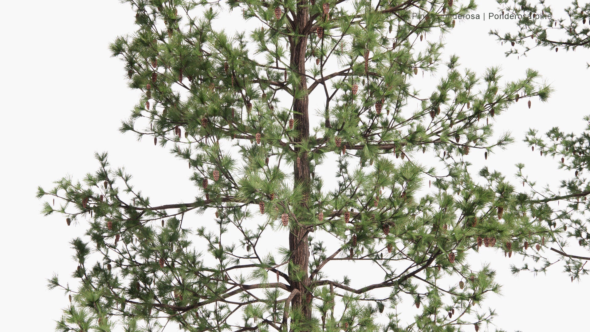 Low Poly Pinus Ponderosa - Ponderosa Pine, Bull Pine, Blackjack Pine, Western Yellow-Pine, Filipinus Pine (3D Model)