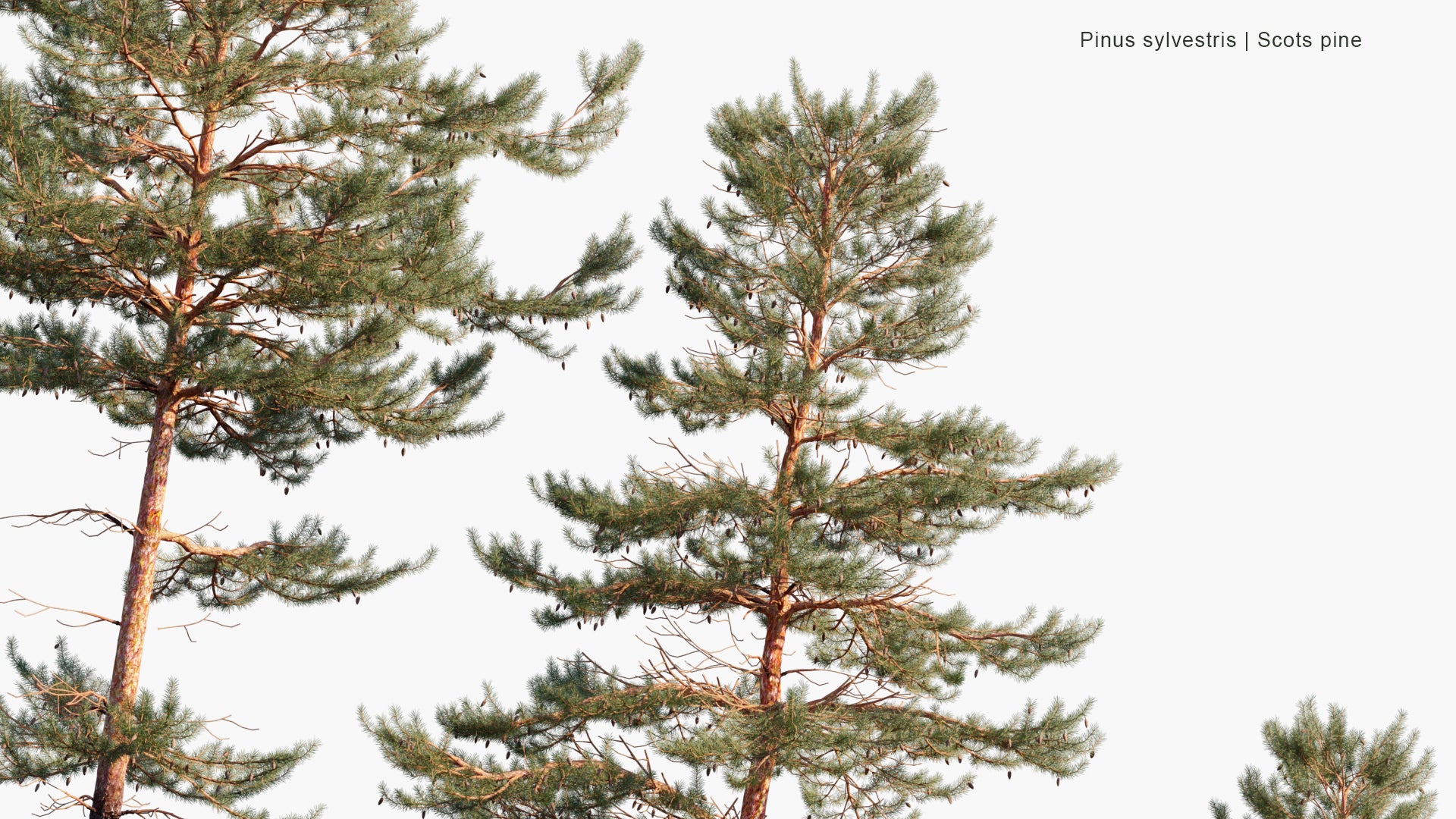 Pinus Sylvestris 3D Model