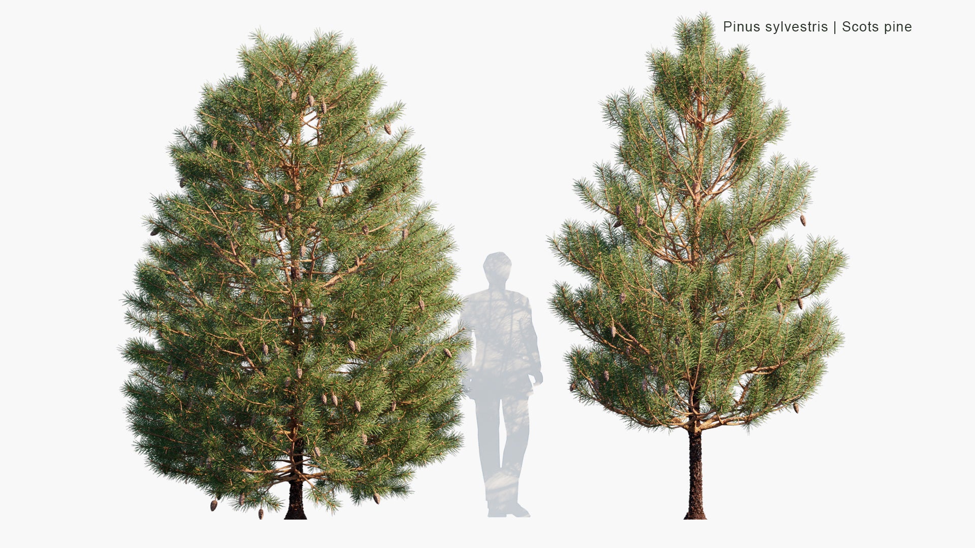 Pinus Sylvestris 3D Model