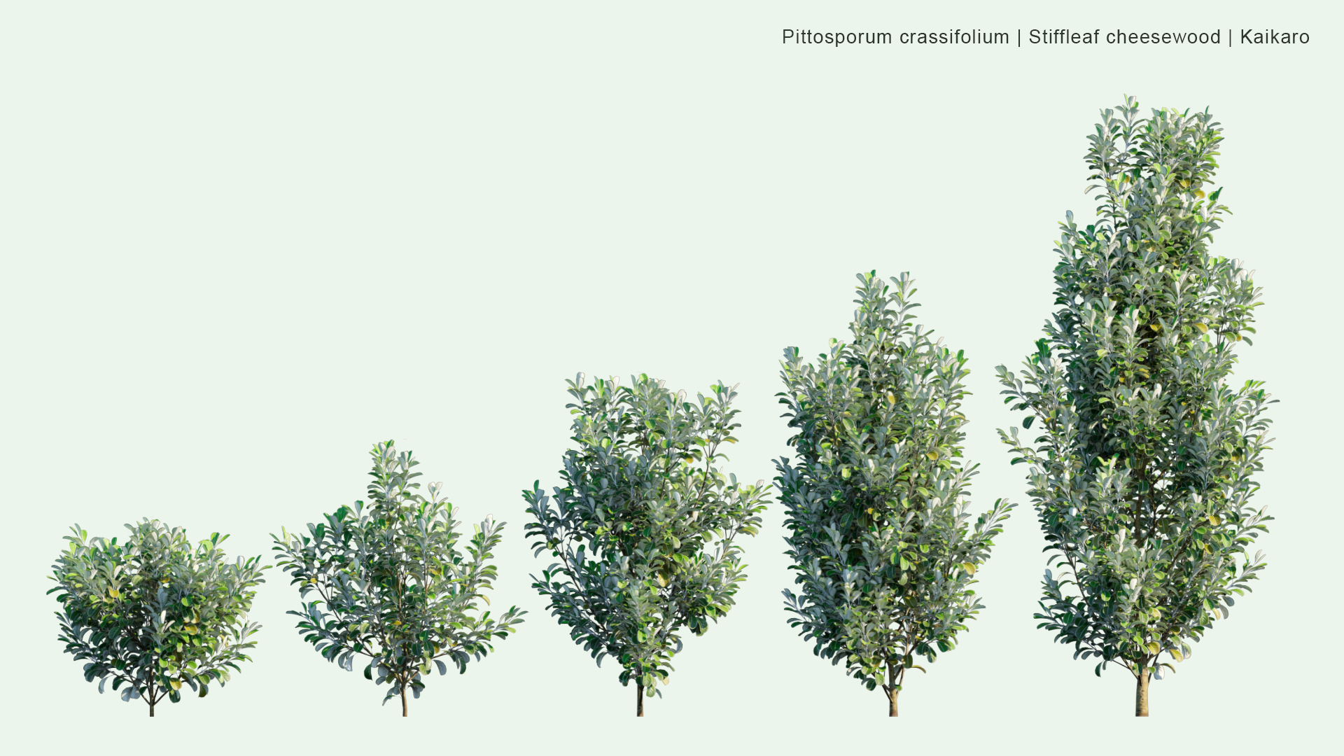 2D Pittosporum Crassifolium - Stiffleaf Cheesewood, Kaikaro, Karo, Kihihi